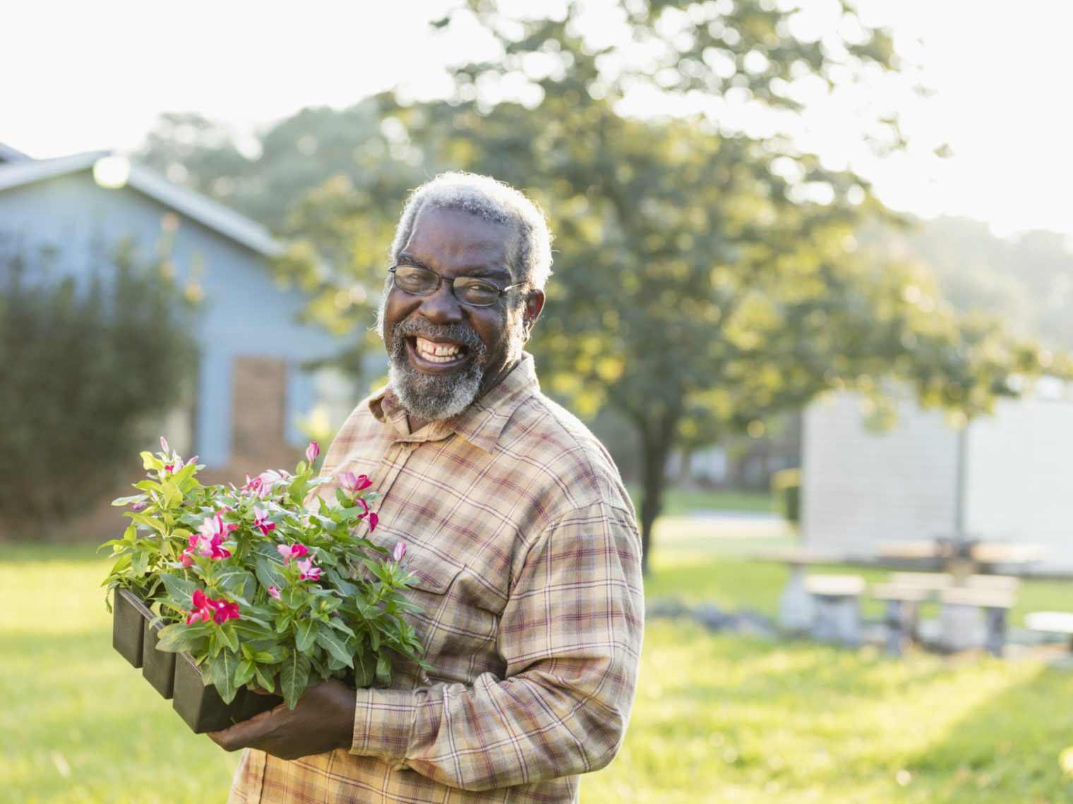 A senior African-American man in his 70s gardening in his yard. He is carry a tray of flowering plants ready to be planted in the garden.